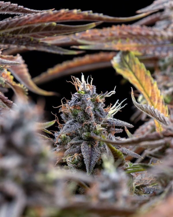 Plongée dans l'univers du football féminin : évolutions et défis